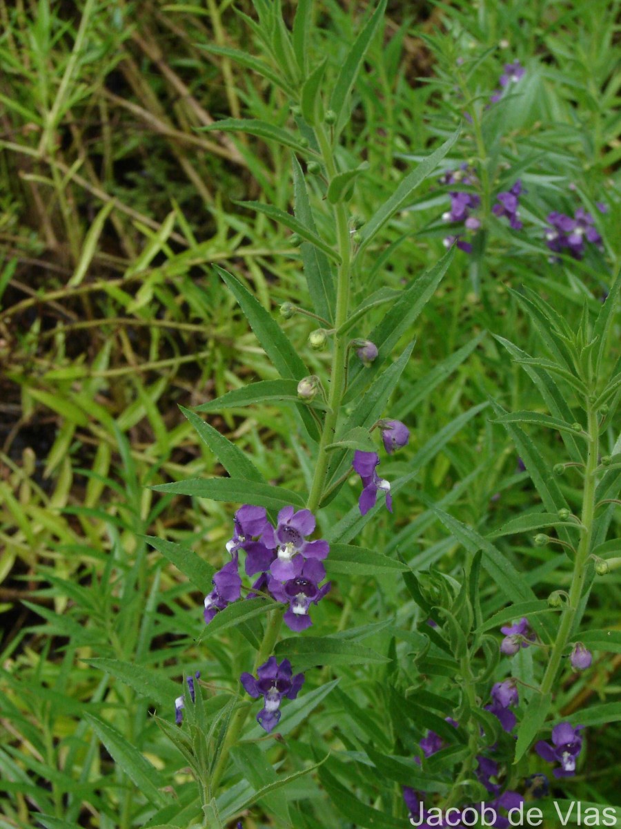 Angelonia salicariifolia Bonpl.